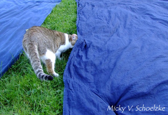 Mon chat adooore l'indigo...