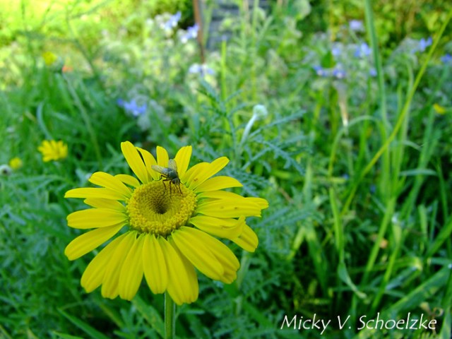 Camomille des teinturiers