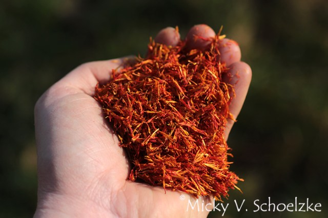 Fleurs de carthame séchées