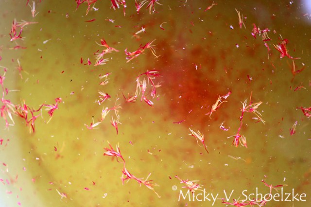 Fin du lavage des fleurs