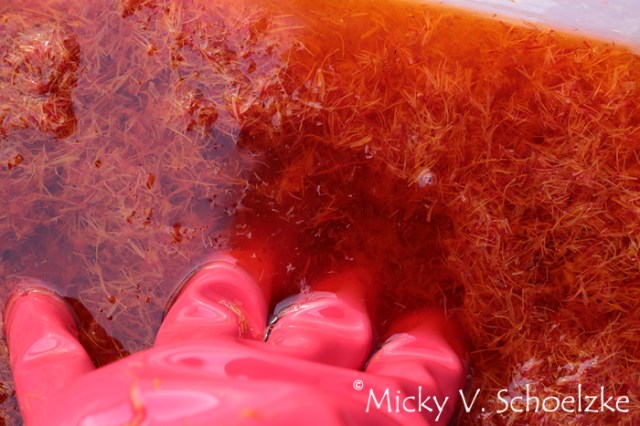 Début d'extraction de la carthamine en milieu alcalin