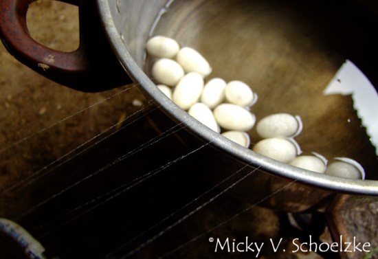 dévidage cocons soie