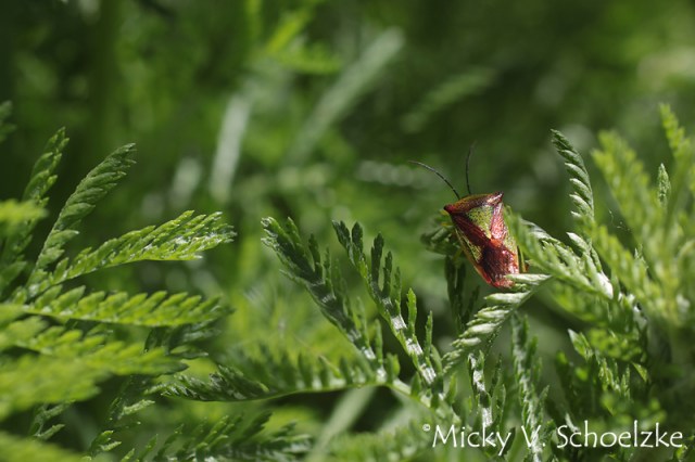 Punaise sur tanaisie