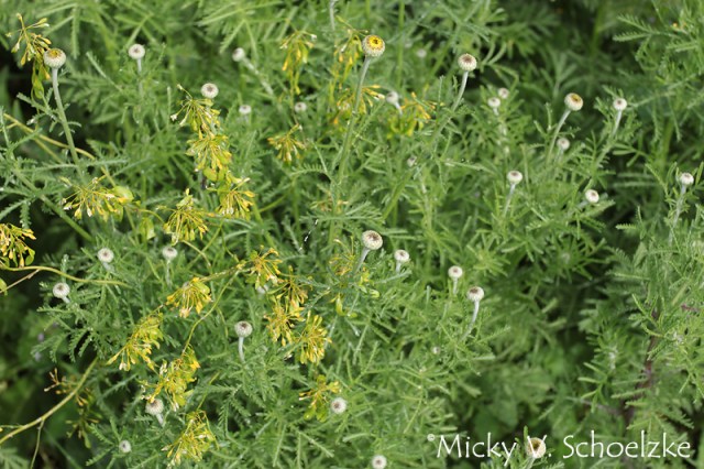 Pastel qui fait ses graines et boutons de camomille