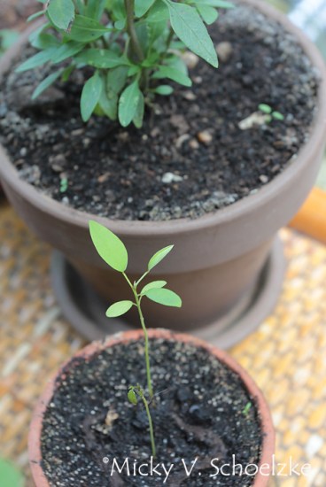 Indigofera tinctoria