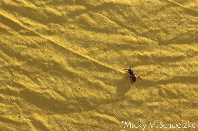 Les guêpes aiment le jaune?