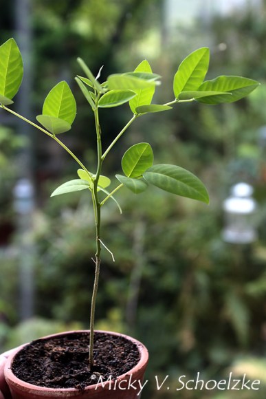 Indigofera tinctoria