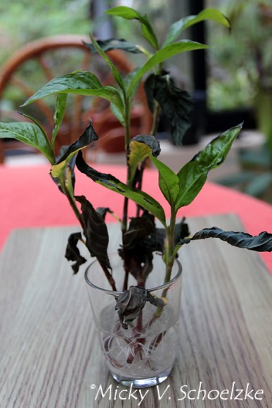 Indigo japonais boutures