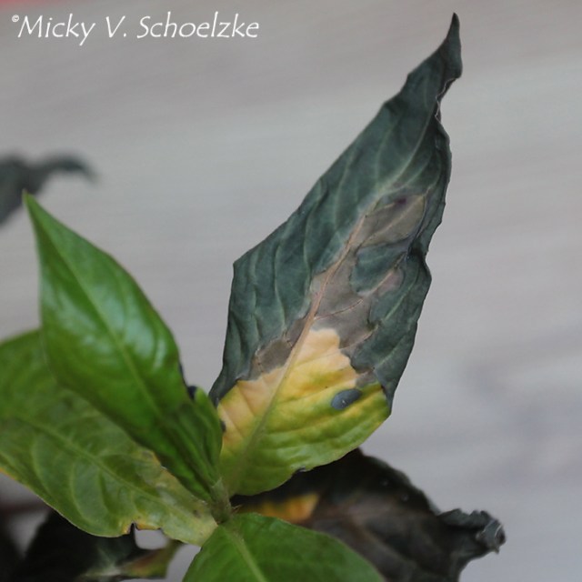 On voit du bleu là où les feuilles ont séché!