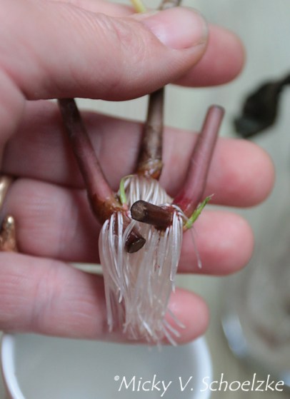 Boutures à l'eau indigo japonais